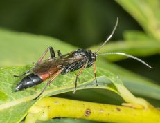 Snyltehveps stenichneumon culpator